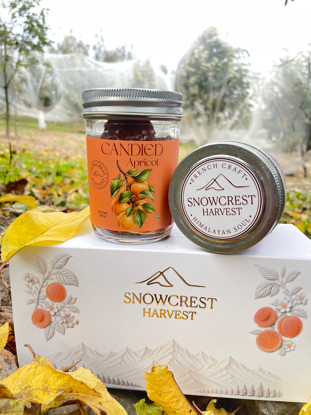Candied Apricot (150 Gms)