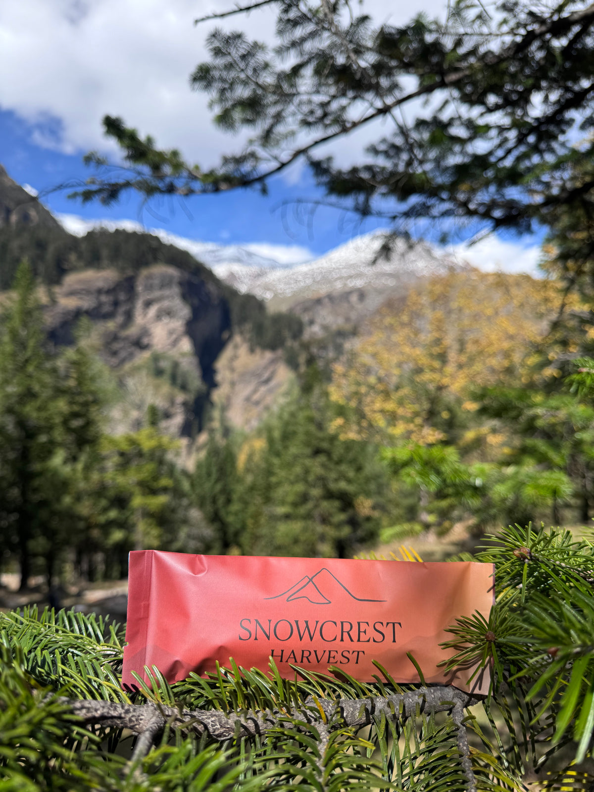 Candied Apricot × 70% Dark Chocolate — 45 g × 3 Bars